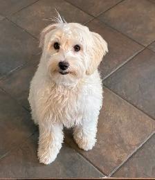 Chienne  Bichon maltais mixte Bichon Havanais - Photo 2