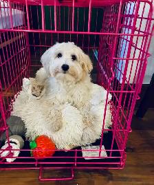 Chienne  Bichon maltais mixte Bichon Havanais - Photo 3