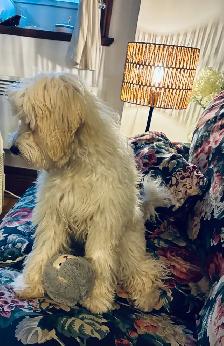 Chienne  Bichon maltais mixte Bichon Havanais - Photo 4