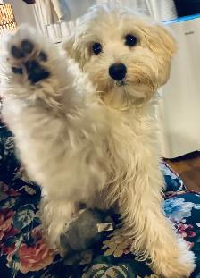 Chienne  Bichon maltais mixte Bichon Havanais - Photo 5