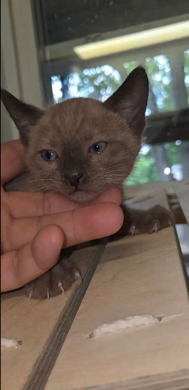 Male Bengal superbe qualite