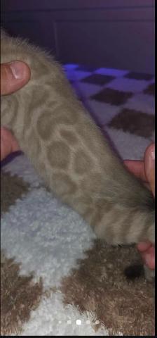 Male Bengal superbe qualite - Photo 3