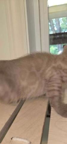 Male Bengal superbe qualite - Photo 5