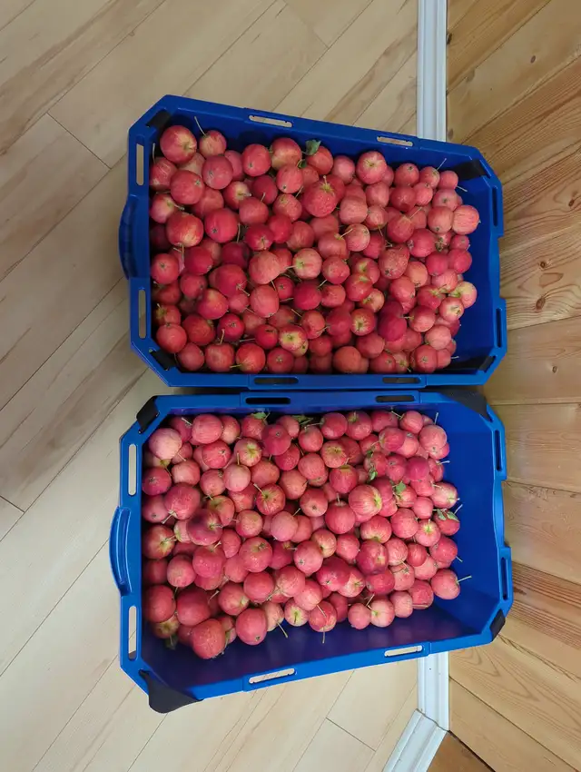 Free Crab Apples