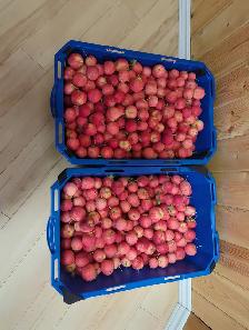 Free Crab Apples