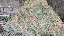Hay for sale - Photo 4