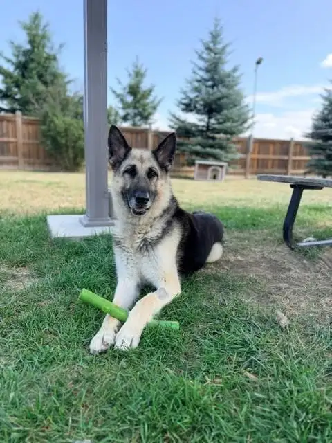 Calla - Quiet, Mature German Shepherd for Adoption