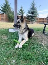 Calla - Quiet, Mature German Shepherd for Adoption - Photo 2