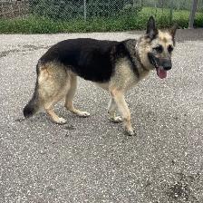 Calla - Quiet, Mature German Shepherd for Adoption - Photo 3