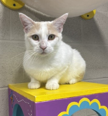 Marshmallow - Always Purring and Waiting to Meet You!