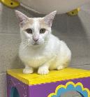 Marshmallow - Always Purring and Waiting to Meet You!