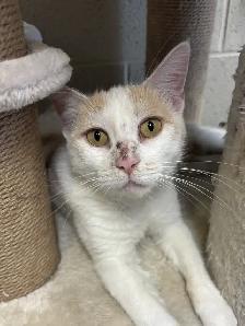 Marshmallow - Always Purring and Waiting to Meet You! - Photo 2
