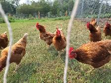 Brown Laying Hens for Sale