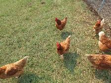 Brown Laying Hens for Sale - Photo 2