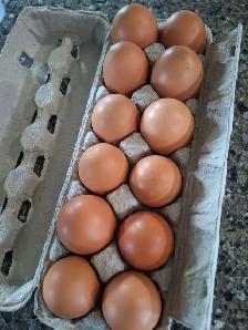 Brown Laying Hens for Sale - Photo 3
