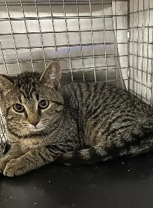 Suki - Curious Kitten Available for Adoption