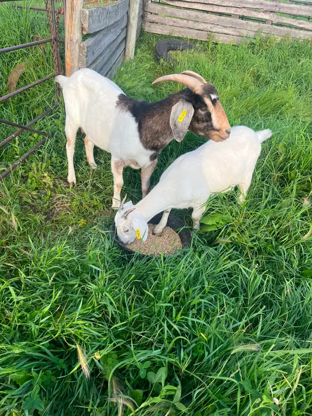 Goats for Sale