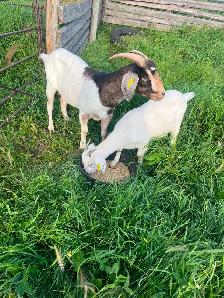Goats for Sale