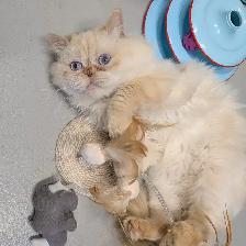 Oliver - SPECIAL NEEDS Himalayan Mix