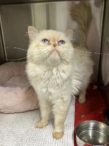 Oliver - SPECIAL NEEDS Himalayan Mix - Photo 2
