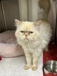 Oliver - SPECIAL NEEDS Himalayan Mix - Photo 3