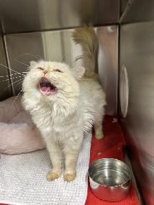 Oliver - SPECIAL NEEDS Himalayan Mix - Photo 4