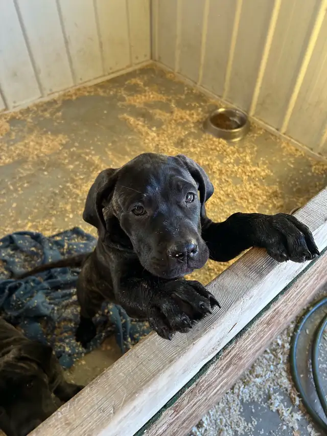 Cane Corso