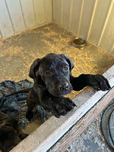 Cane Corso