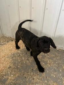 Cane Corso - Photo 2