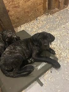 Cane Corso - Photo 3