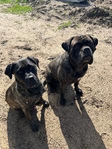 Cane Corso - Photo 4