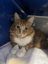 Craig - Available for Adoption