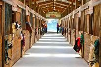 looking for a English horse boarding place where I can work