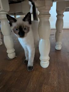 Stunning Siamese & Flame Point Himalayan Kittens - $400 - Photo 5