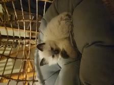 HIMALAYAN RAGDOLL KITTENS