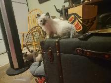 HIMALAYAN RAGDOLL KITTENS - Photo 2
