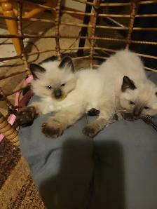 HIMALAYAN RAGDOLL KITTENS - Photo 3