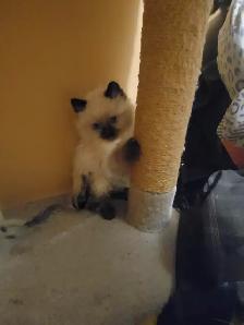 HIMALAYAN RAGDOLL KITTENS - Photo 4