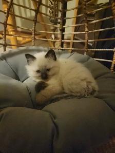 HIMALAYAN RAGDOLL KITTENS - Photo 5