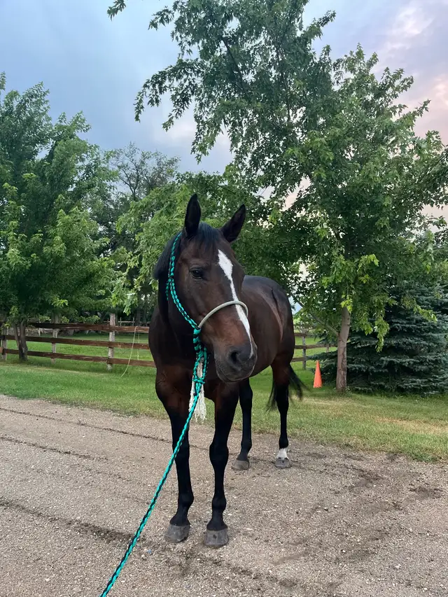 AQHA Mare