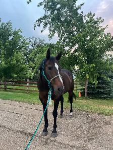AQHA Mare