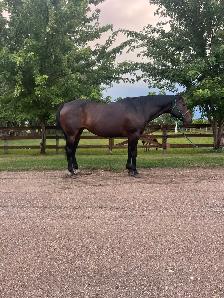 AQHA Mare - Photo 2
