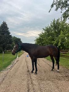 AQHA Mare - Photo 3
