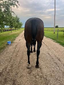 AQHA Mare - Photo 4