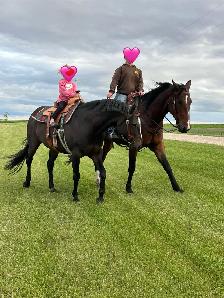 AQHA Mare - Photo 5