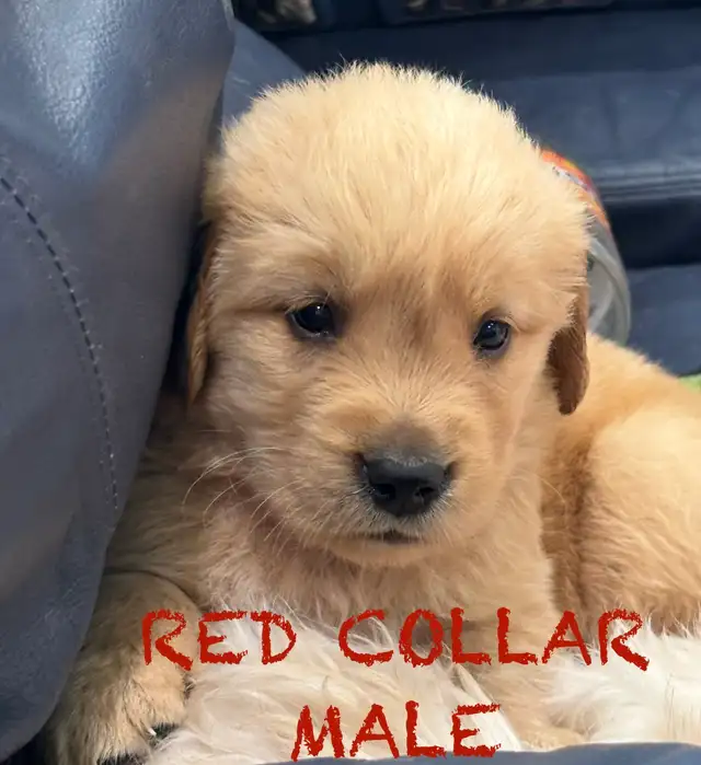 CKC PUREBRED GOLDEN RETRIEVER PUPS