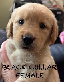 CKC PUREBRED GOLDEN RETRIEVER PUPS - Photo 2