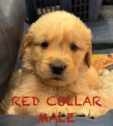 CKC PUREBRED GOLDEN RETRIEVER PUPS - Photo 3