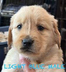 CKC PUREBRED GOLDEN RETRIEVER PUPS - Photo 4