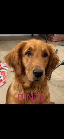 CKC PUREBRED GOLDEN RETRIEVER PUPS - Photo 5
